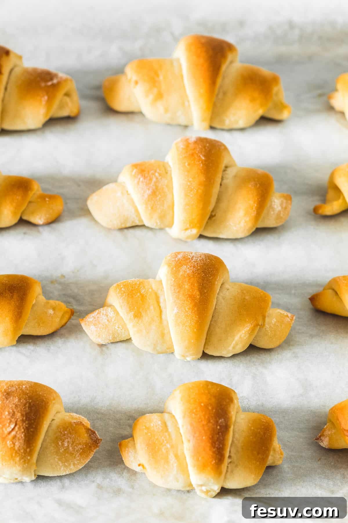 Buttery Homemade Crescent Rolls 2 A dozen golden-brown butterhorn rolls arranged artfully on a baking sheet, glistening with butter.