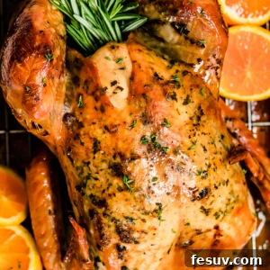Roasted turkey in a pan with rosemary and orange slices.