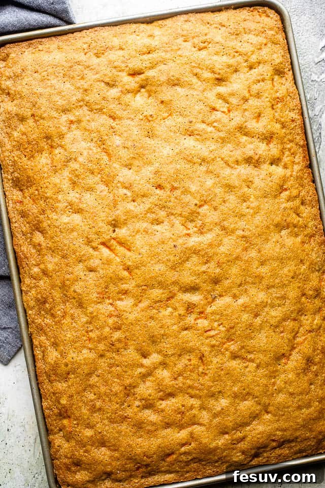 A perfectly baked carrot cake in a sheet pan, golden brown and ready for frosting.